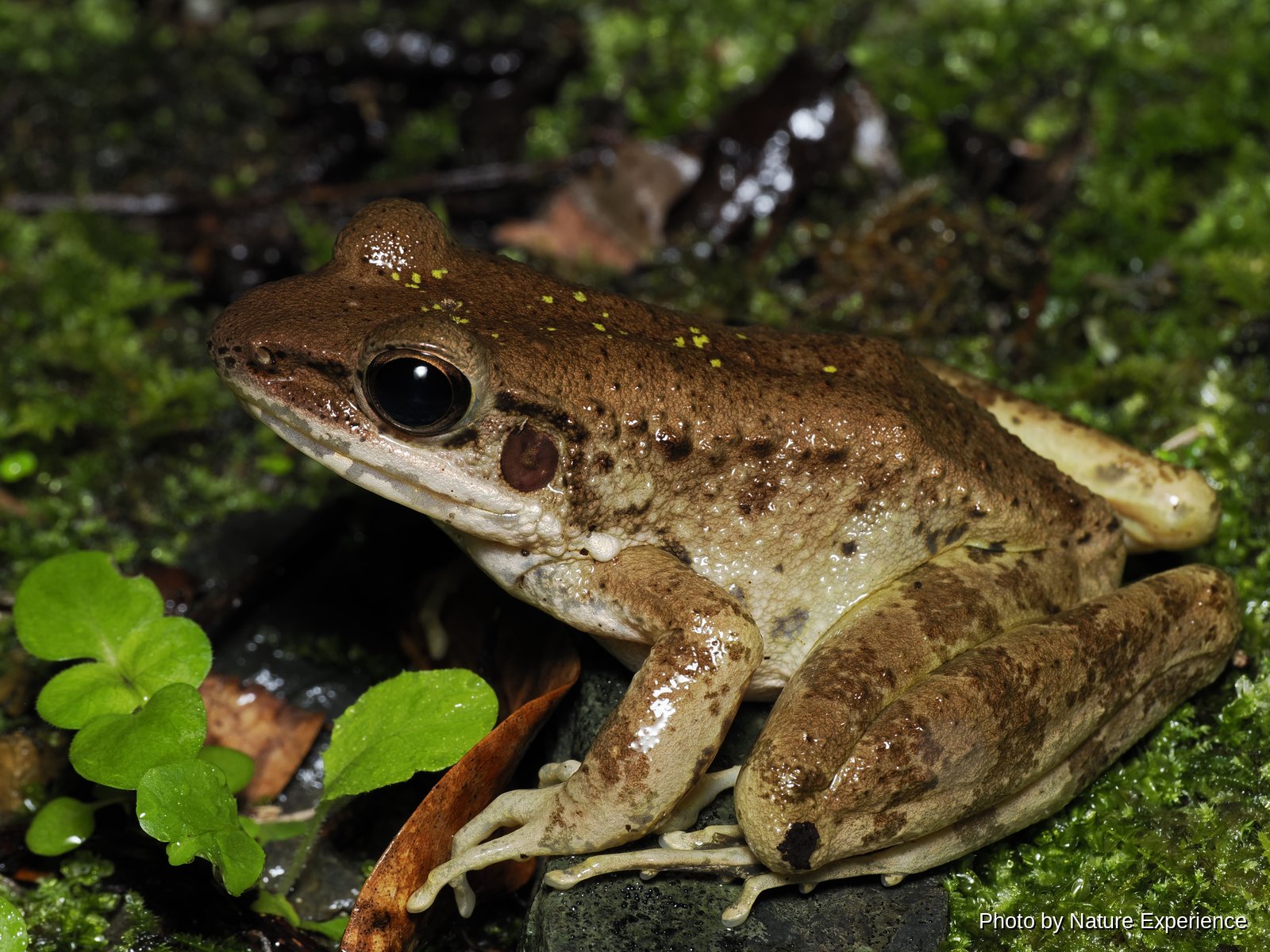 アマミハナサキガエル