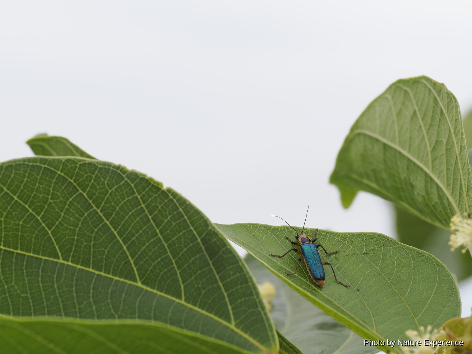 アマミアオジョウカイ