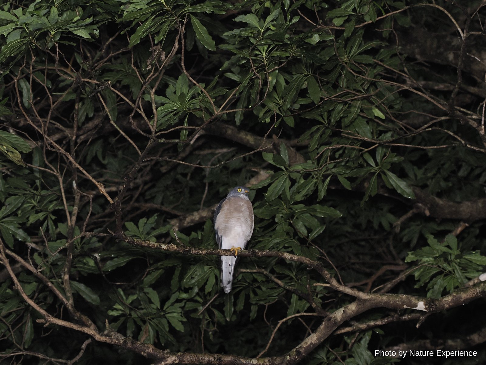 Chinese Sparrowhawk