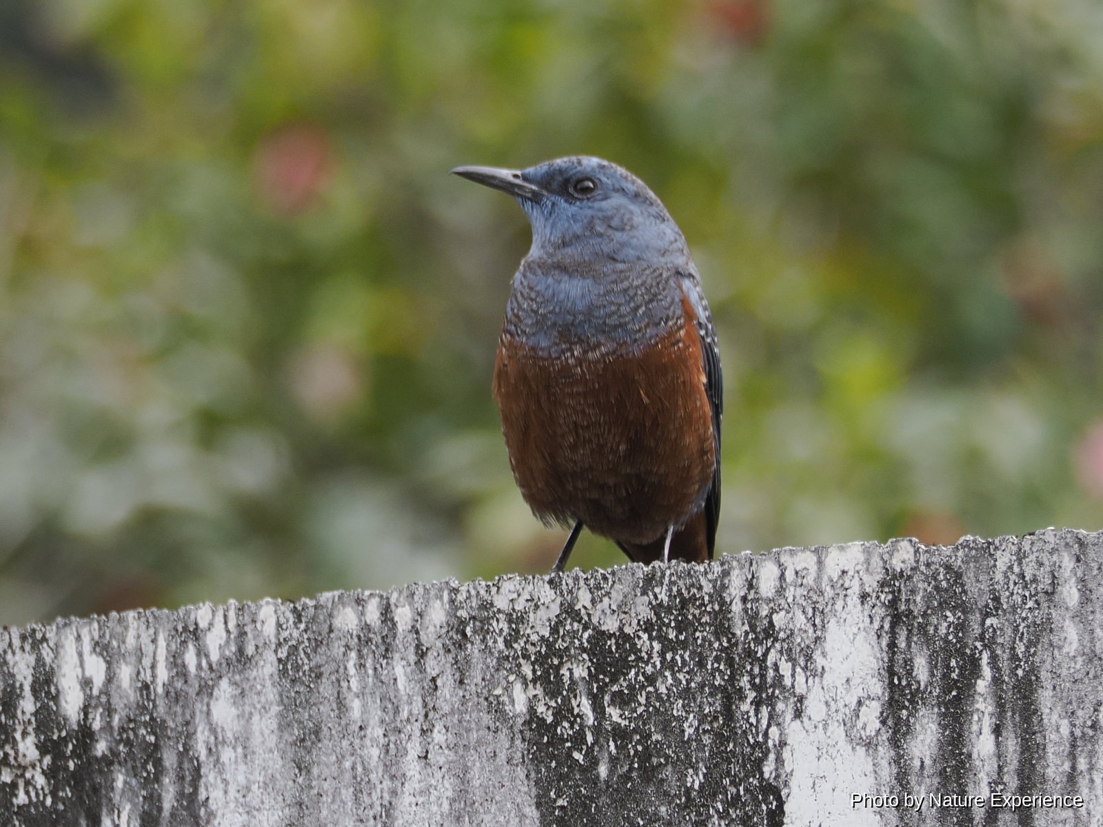 Blue Rock Thrush