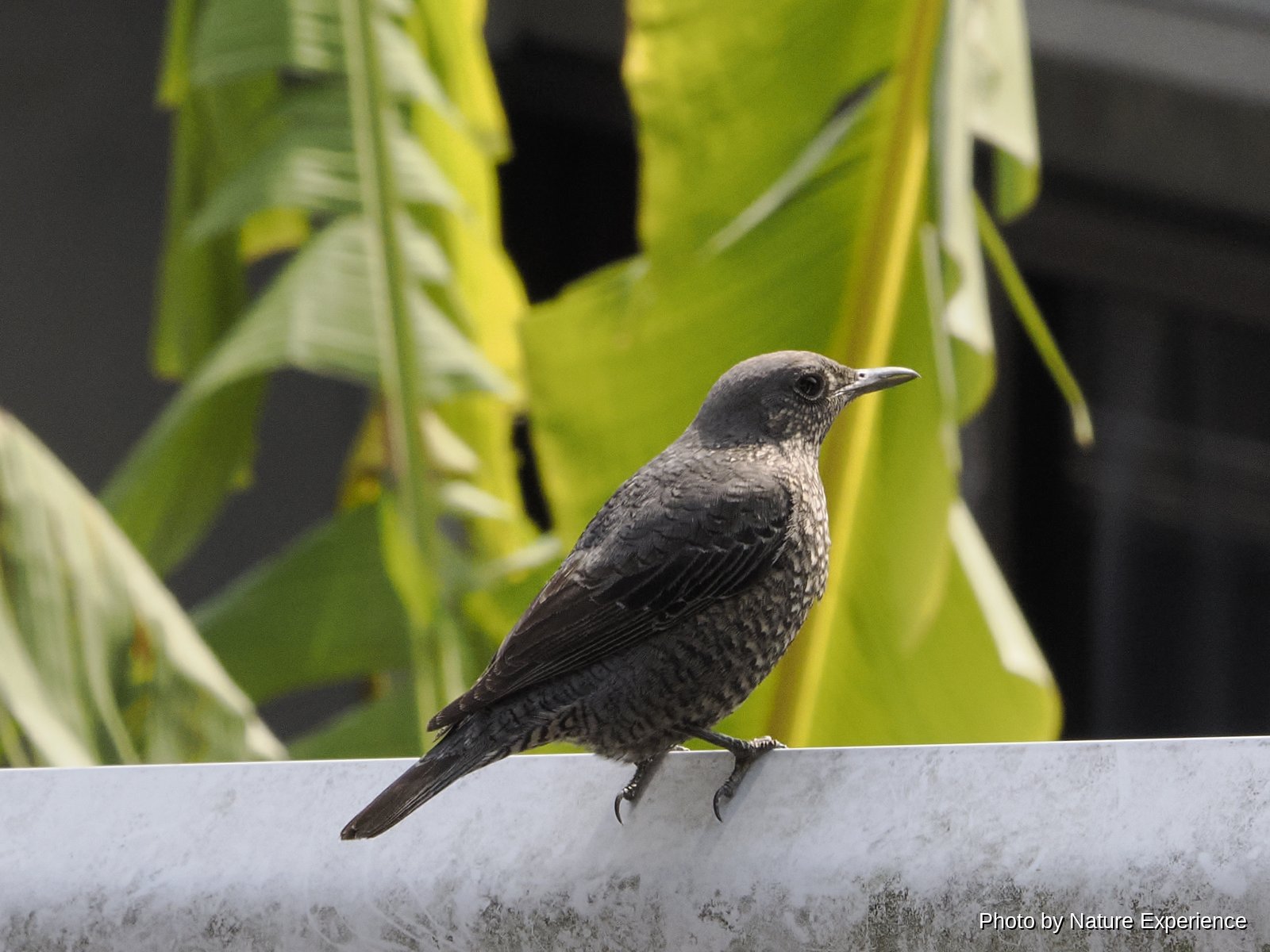 Roquero Solitario