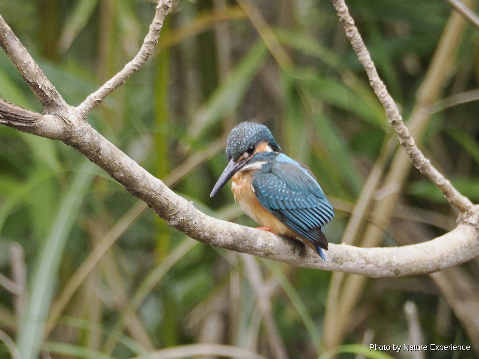 Common Kingfisher