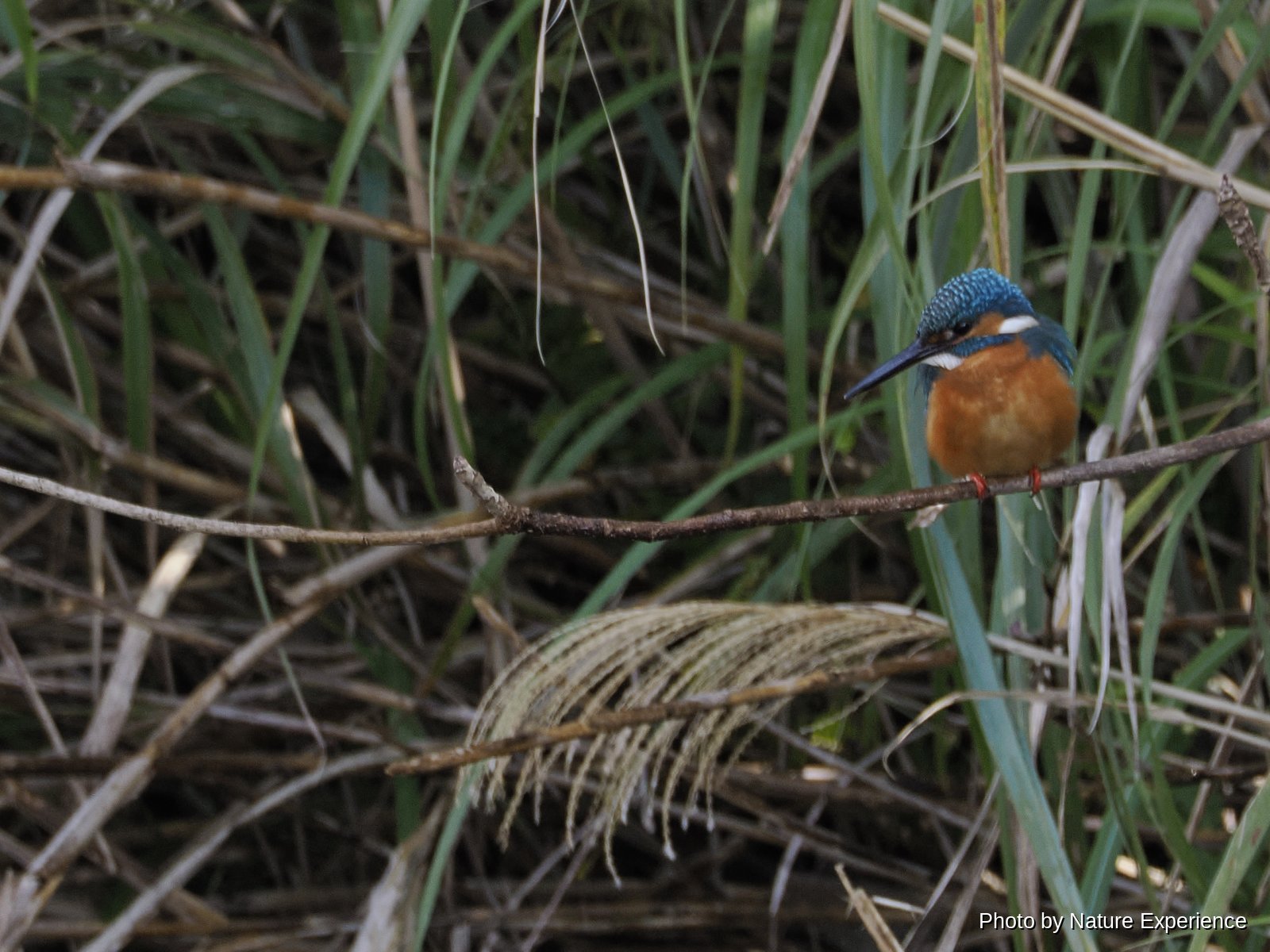 Common Kingfisher