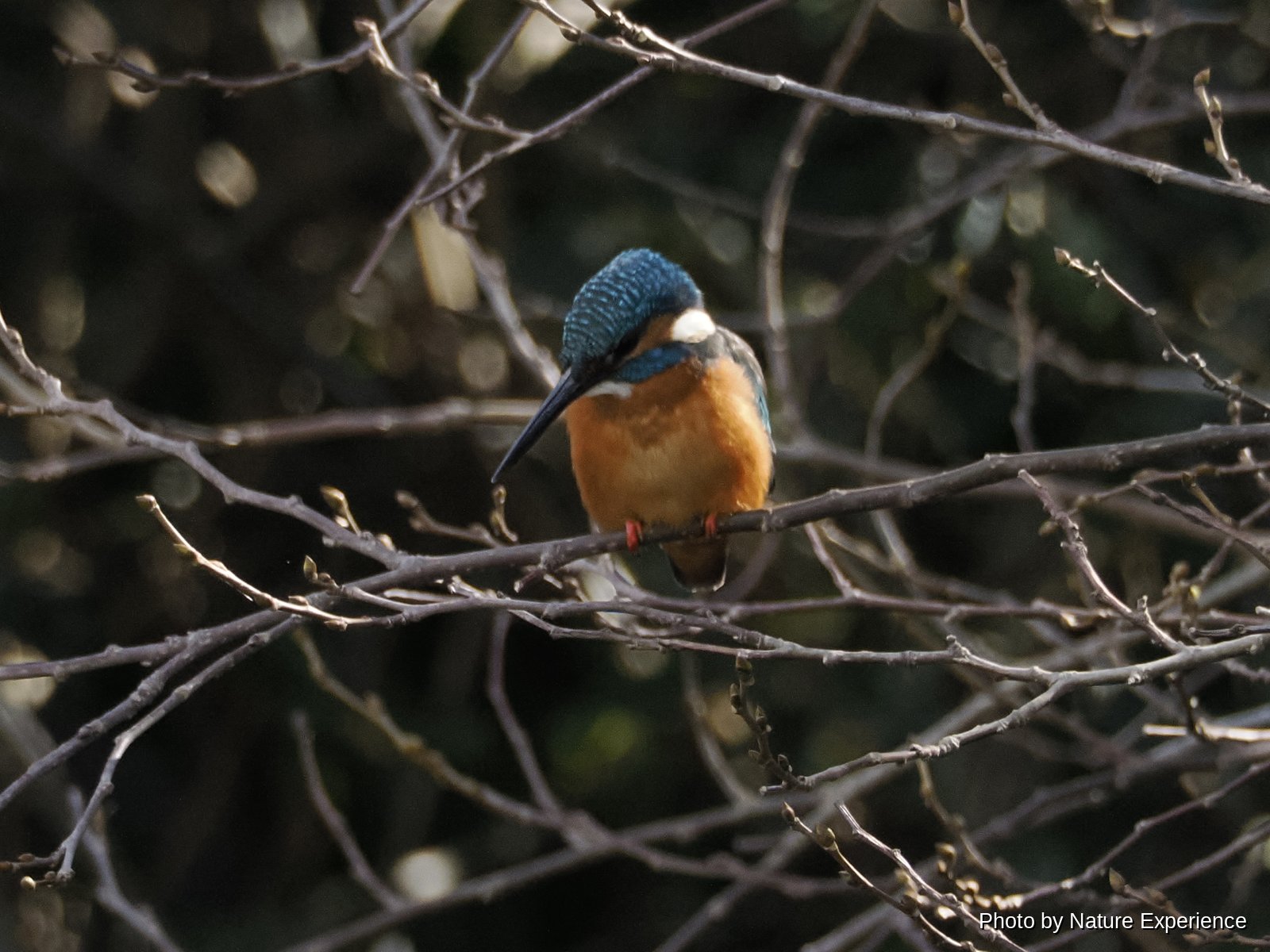 Common Kingfisher
