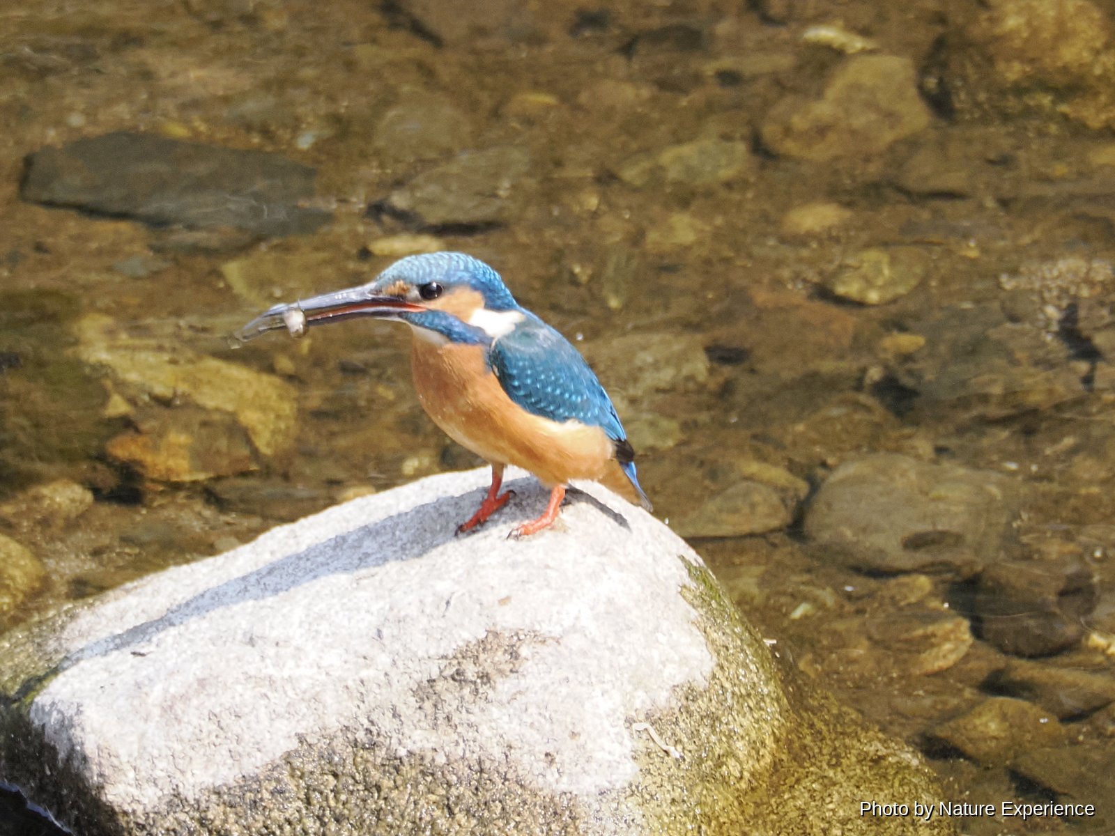 Common Kingfisher