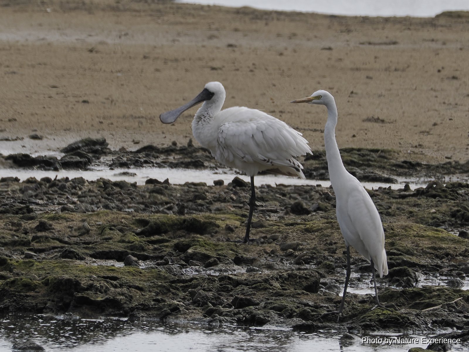 Black-faced Spoonbill