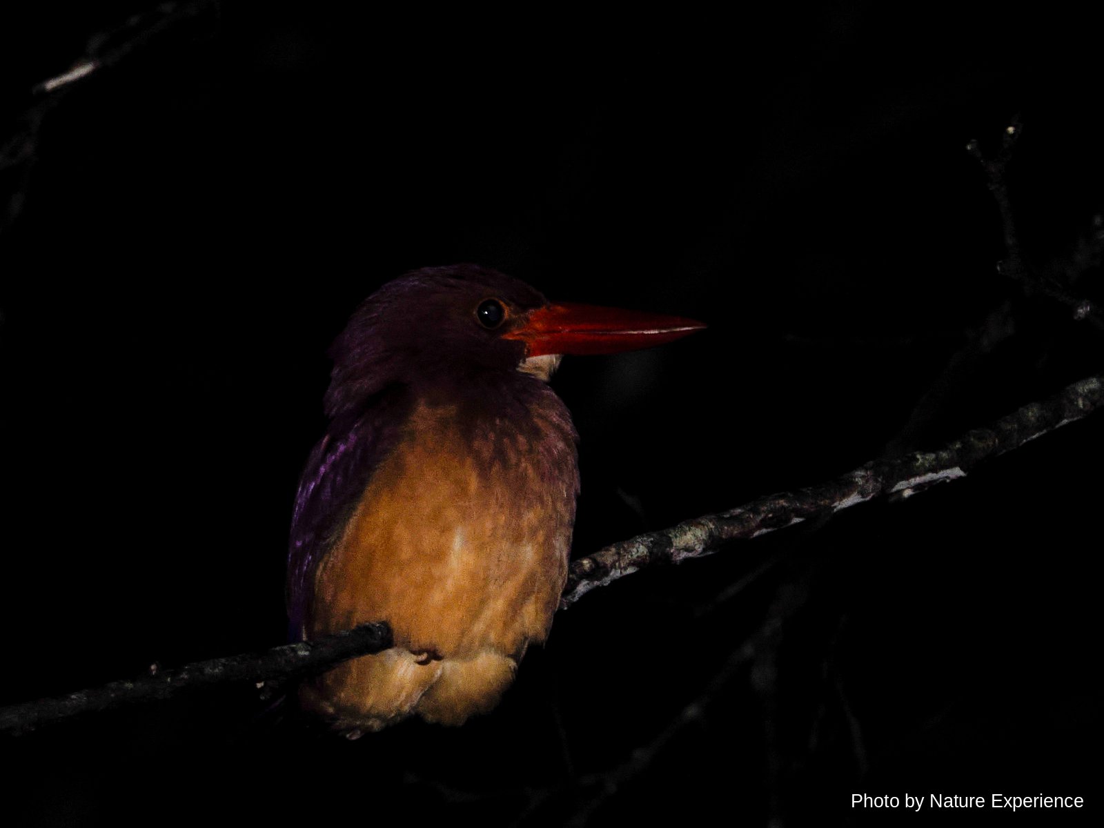Ryukyu Ruddy Kingfisher