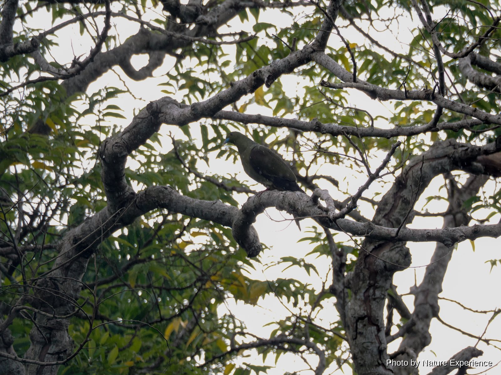 Ryukyu Whistling Green-Pigeon