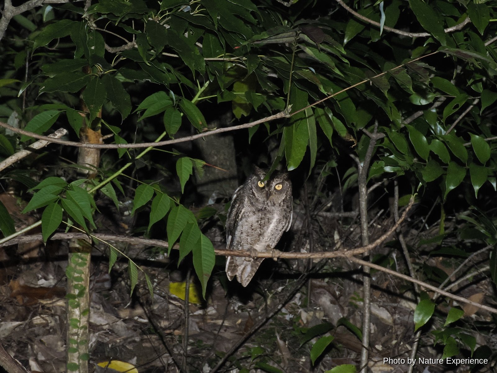 Ryukyu Scops Owl