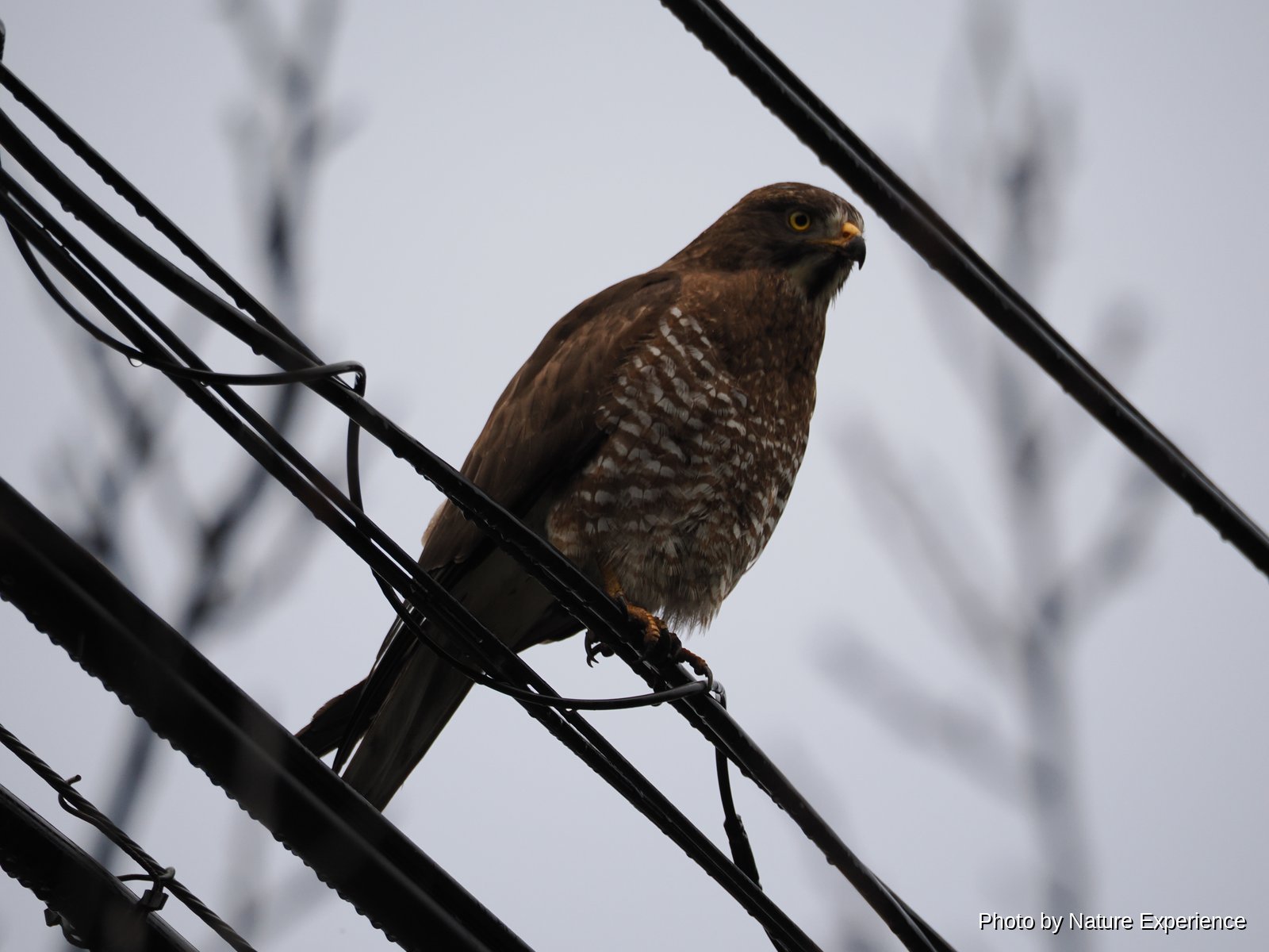 Grey-faced Buzzard