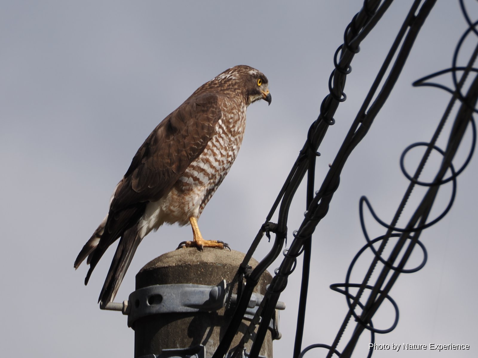 Grey-faced Buzzard