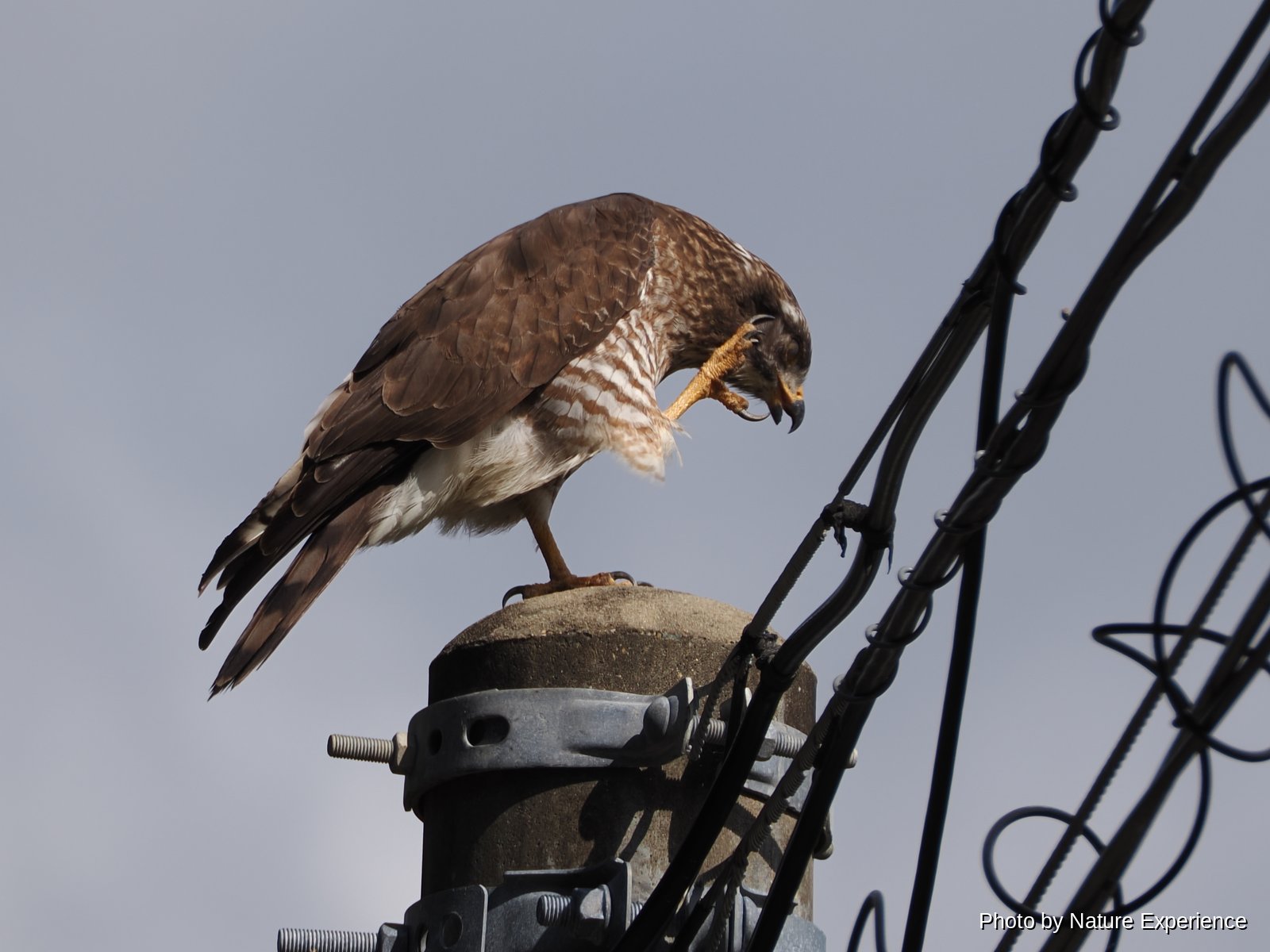 Grey-faced Buzzard