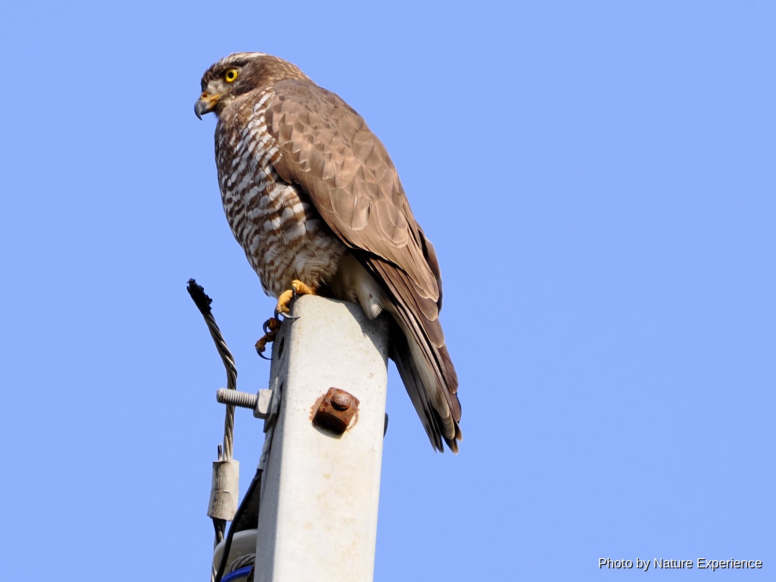 Grey-faced Buzzard