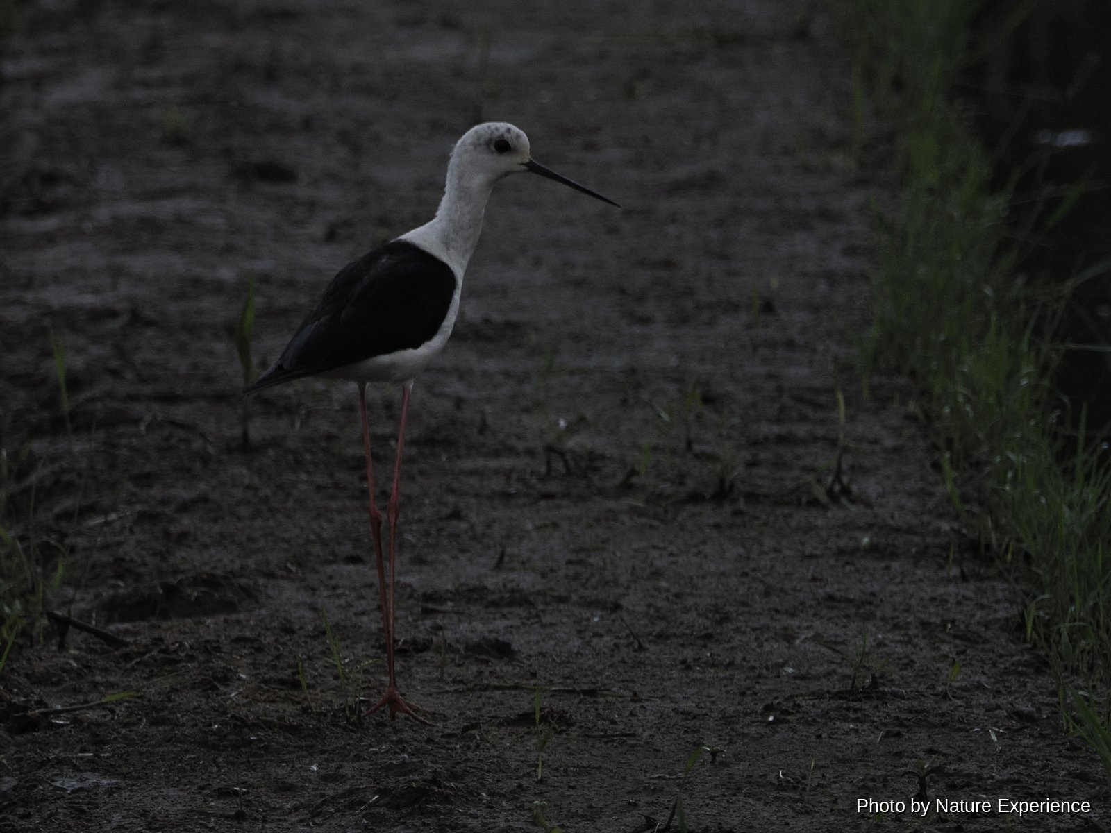 Black-winged Stilt