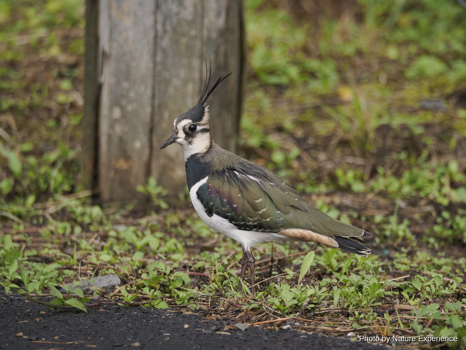 Northern Lapwing