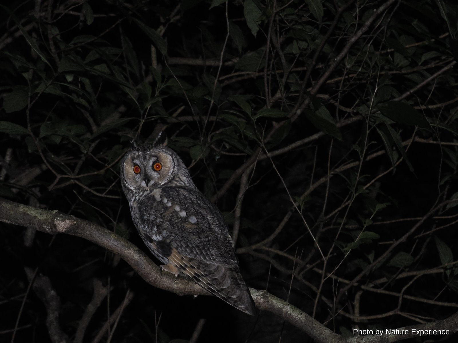 Long-eared Owl