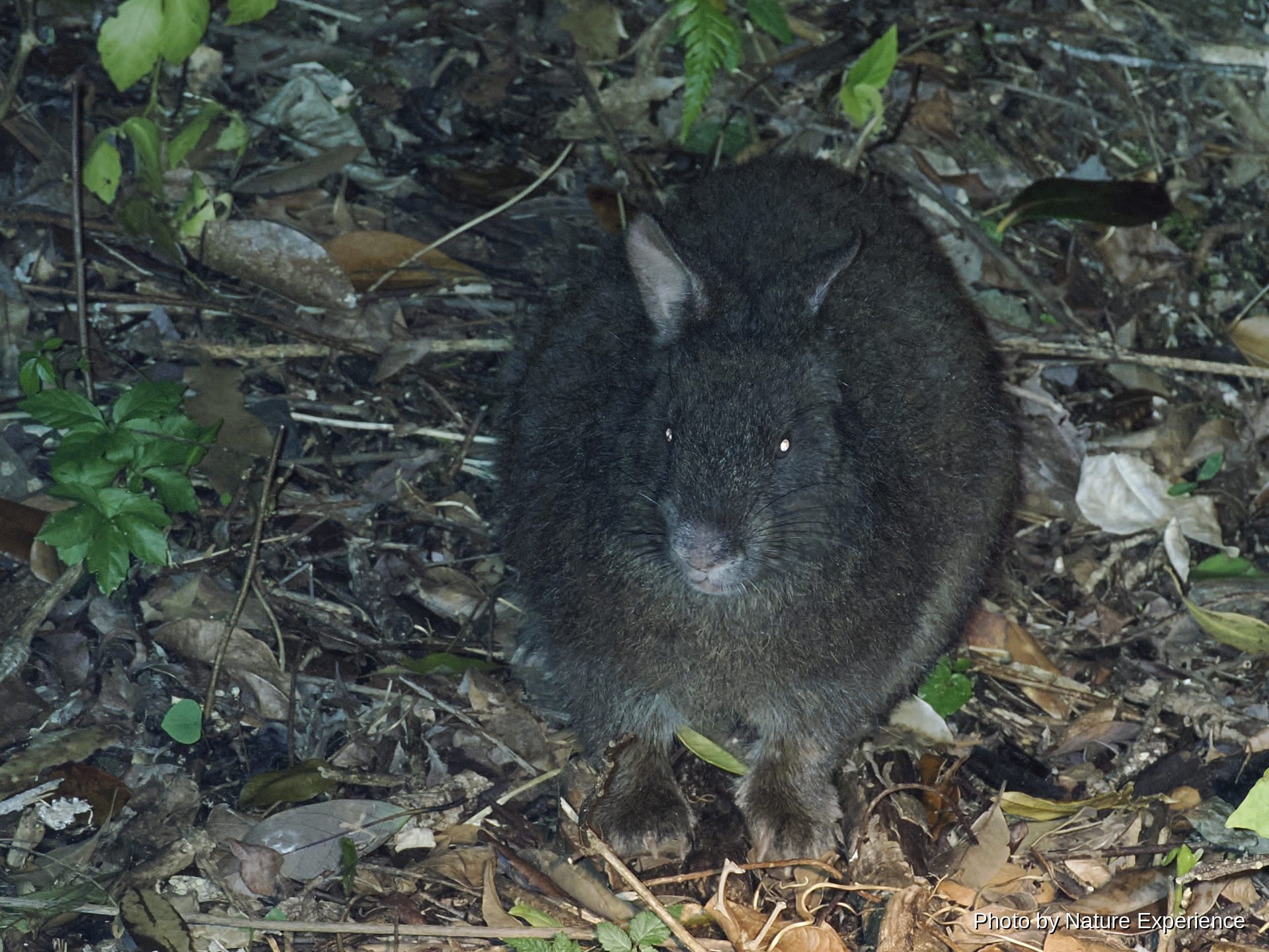 アマミノクロウサギ
