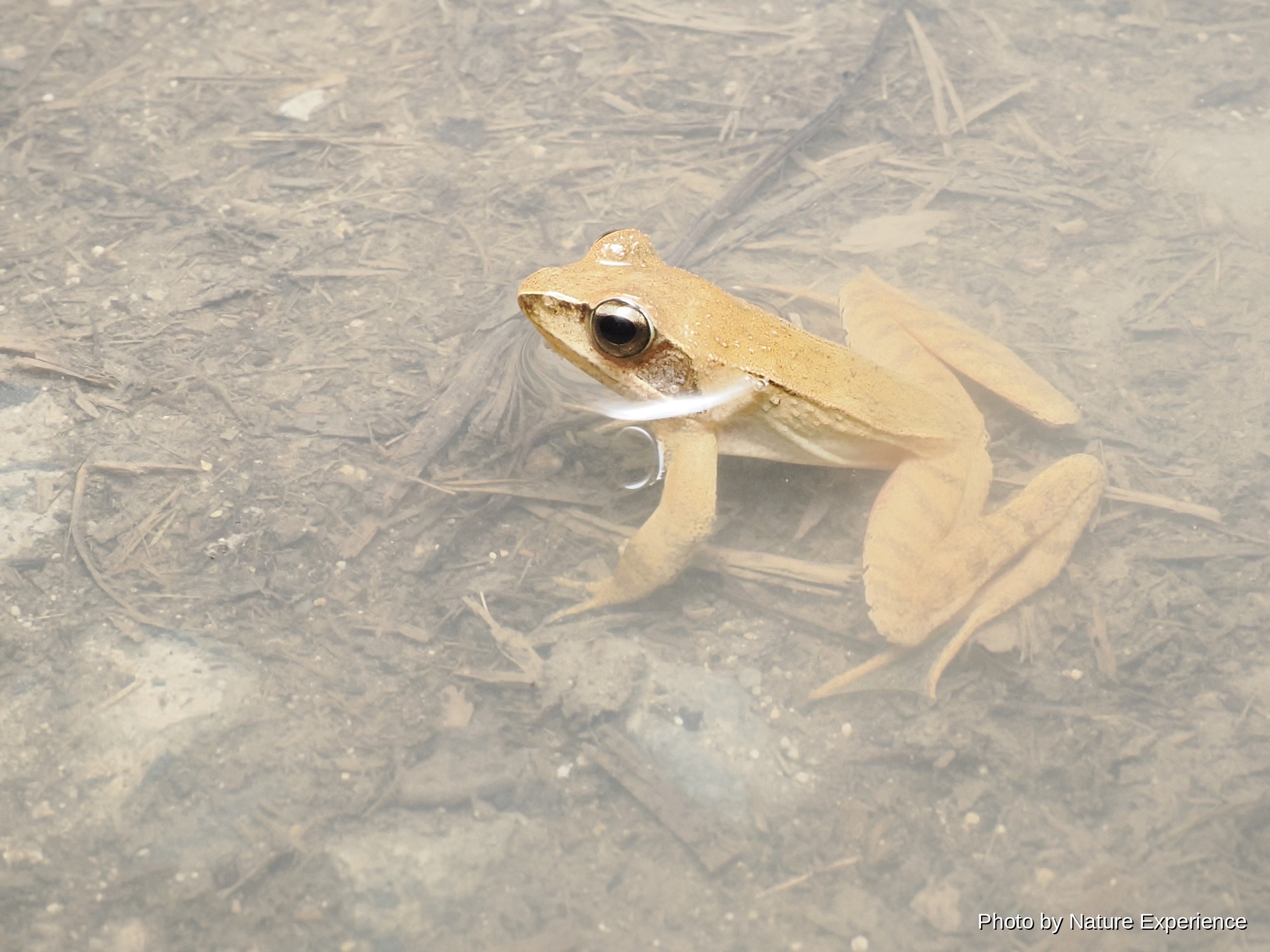 アマミアカガエル