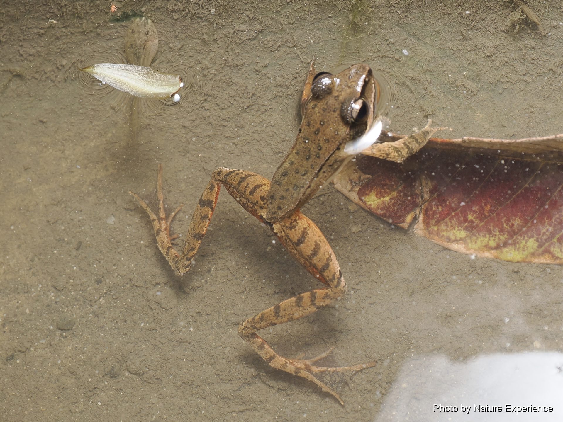 アマミアカガエル