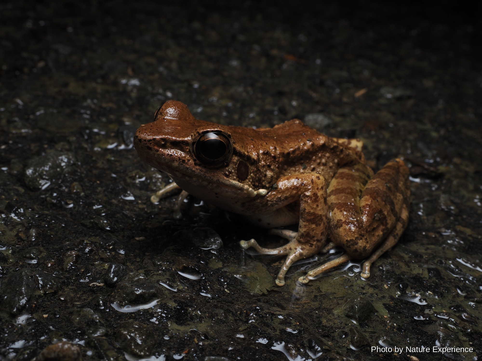 アマミハナサキガエル