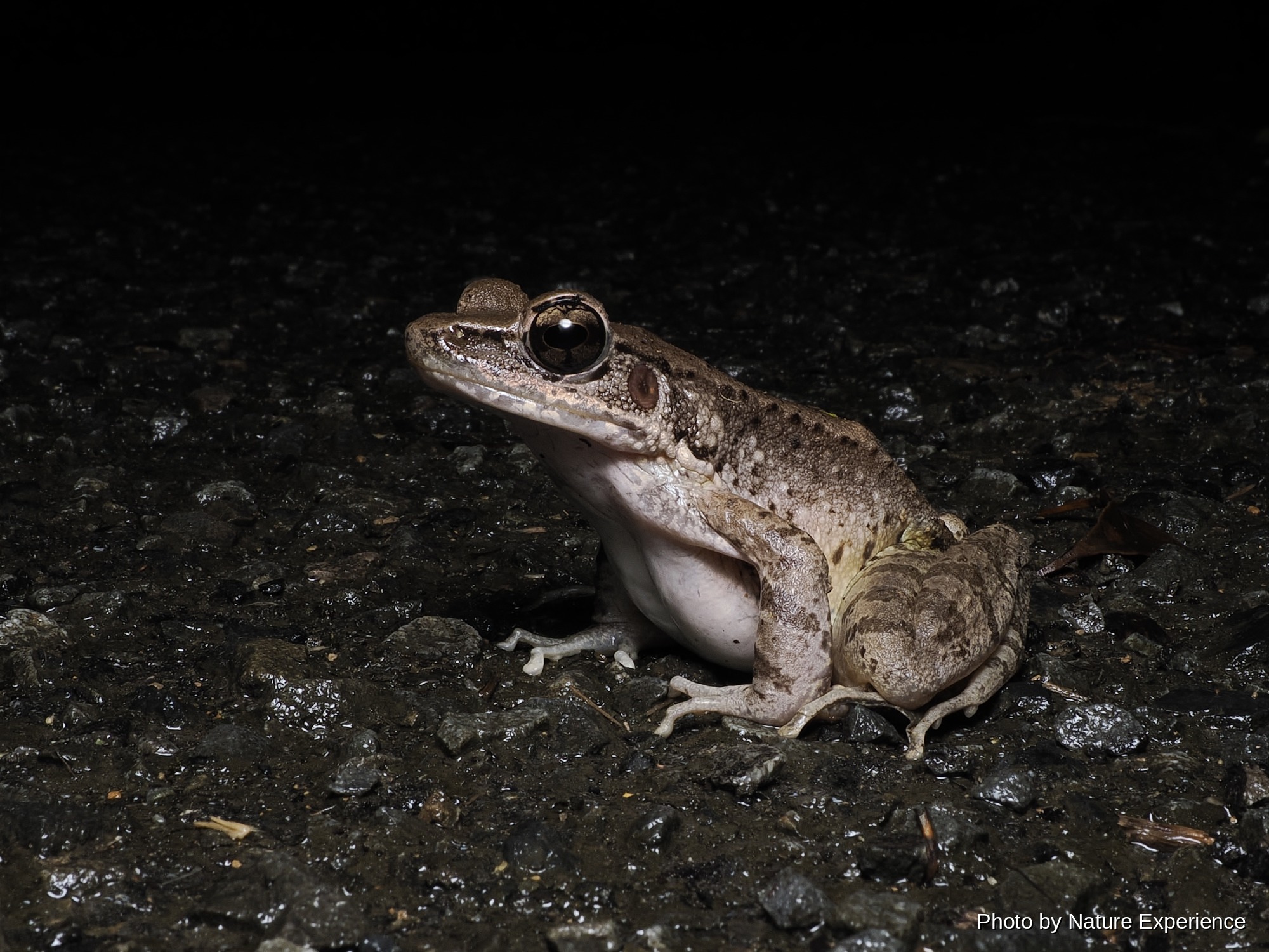 アマミハナサキガエル