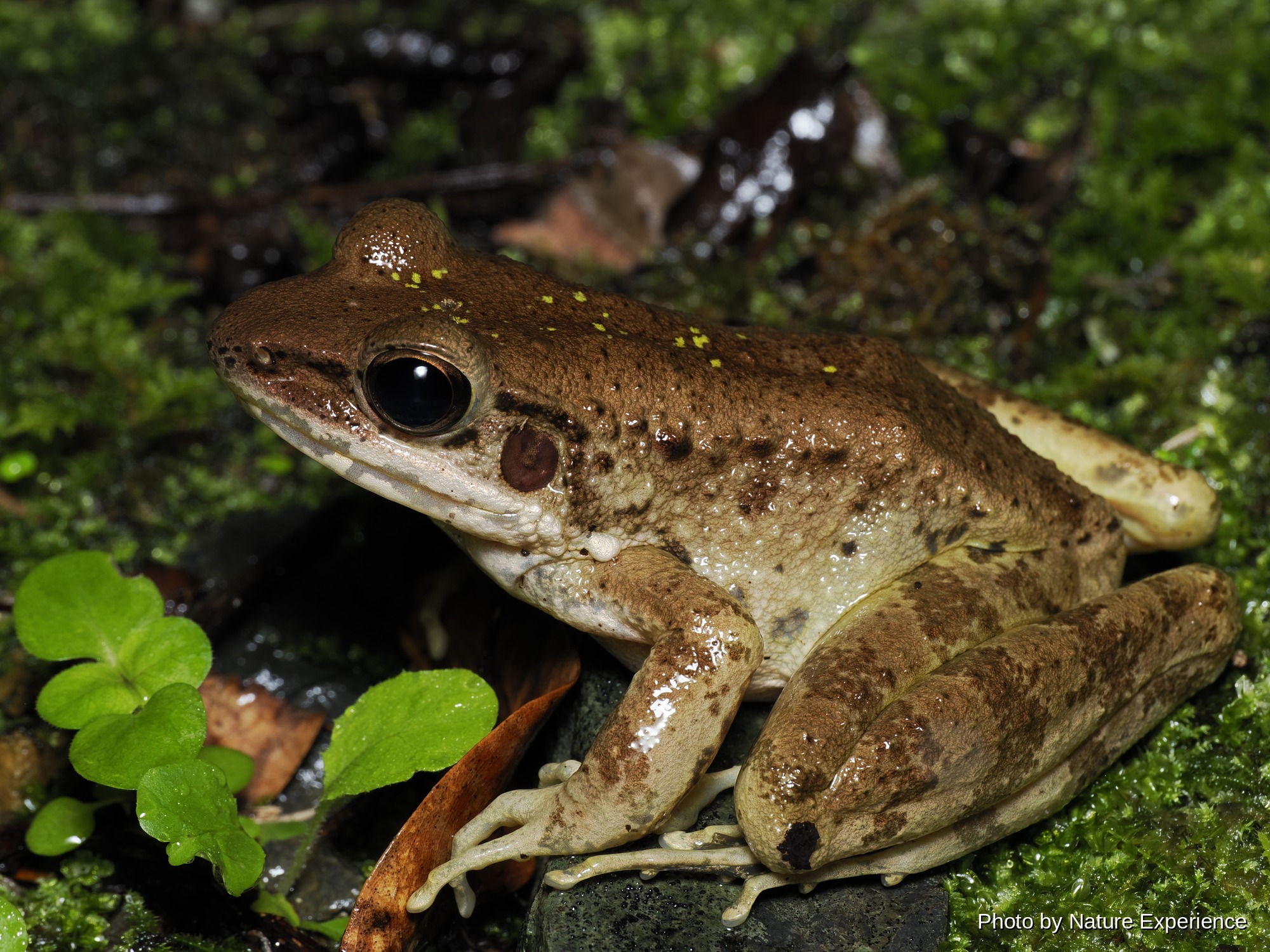 アマミハナサキガエル