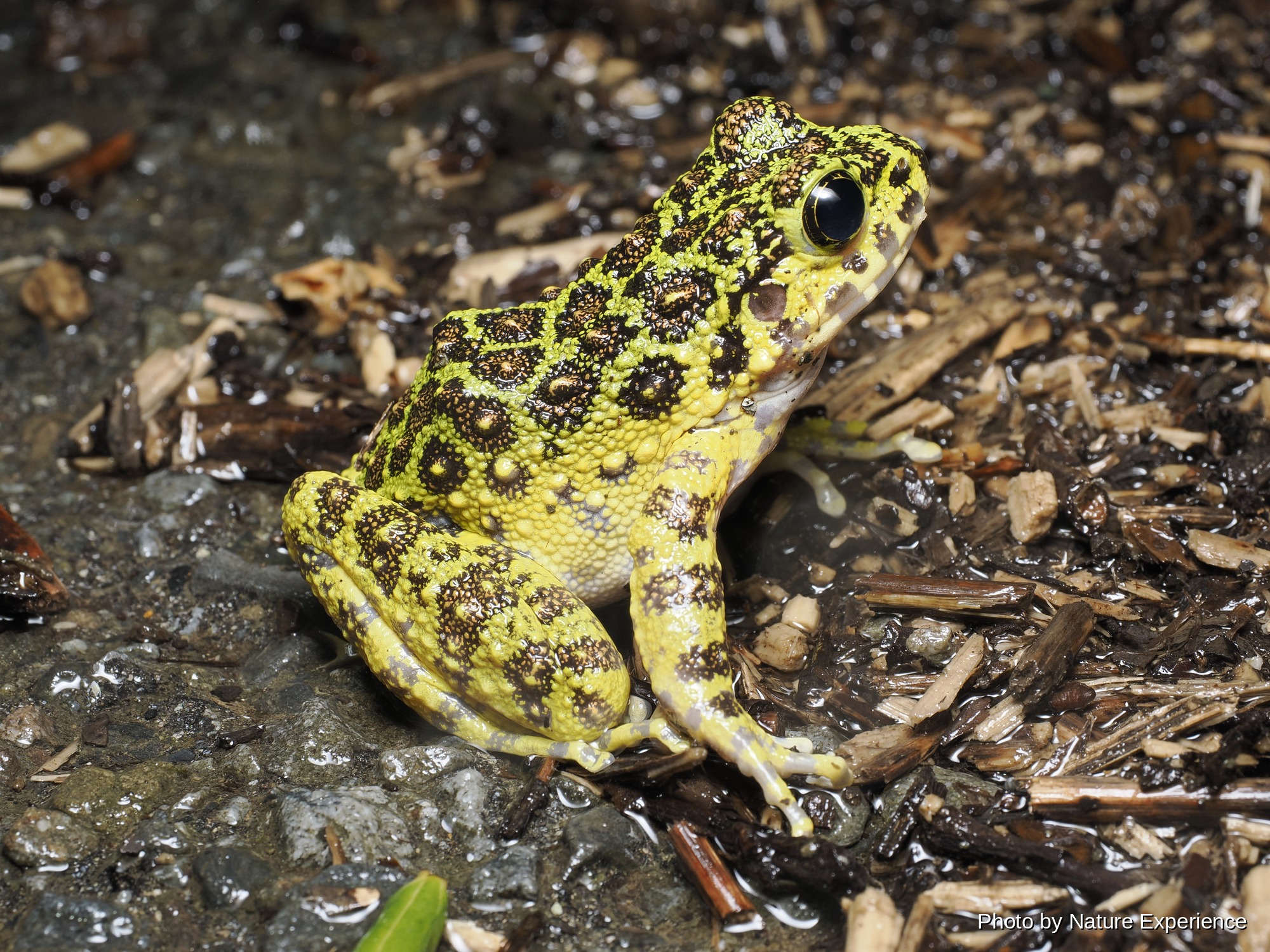 アマミイシカワガエル