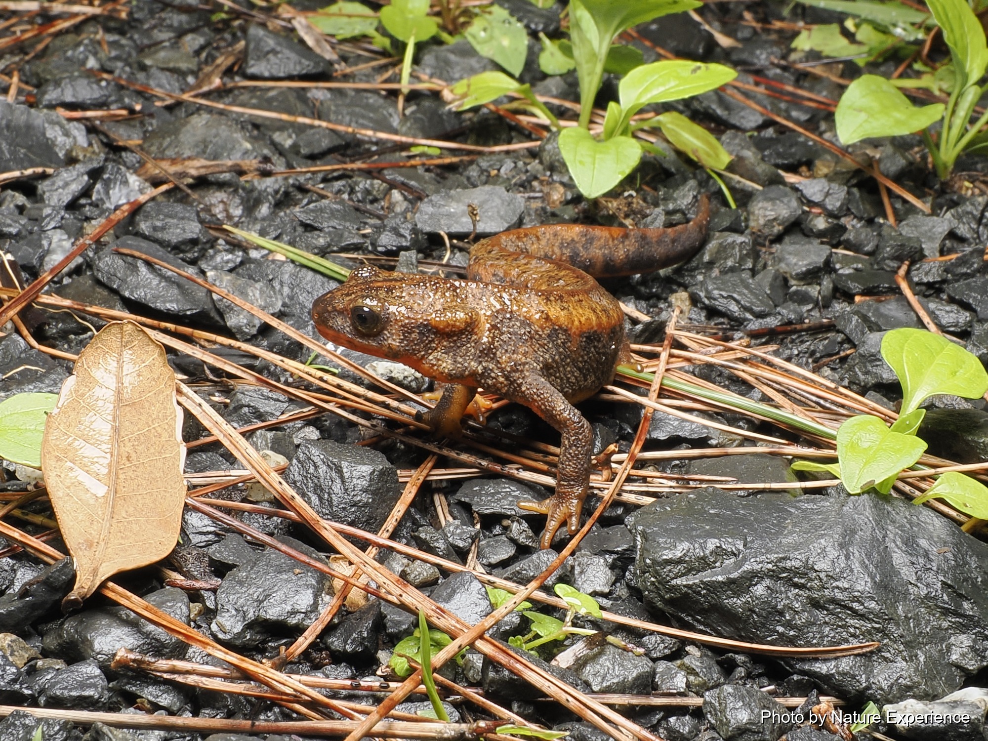 アマミシリケンイモリ