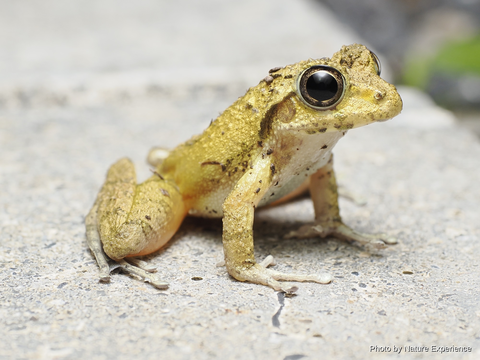 リュウキュウカジカガエル