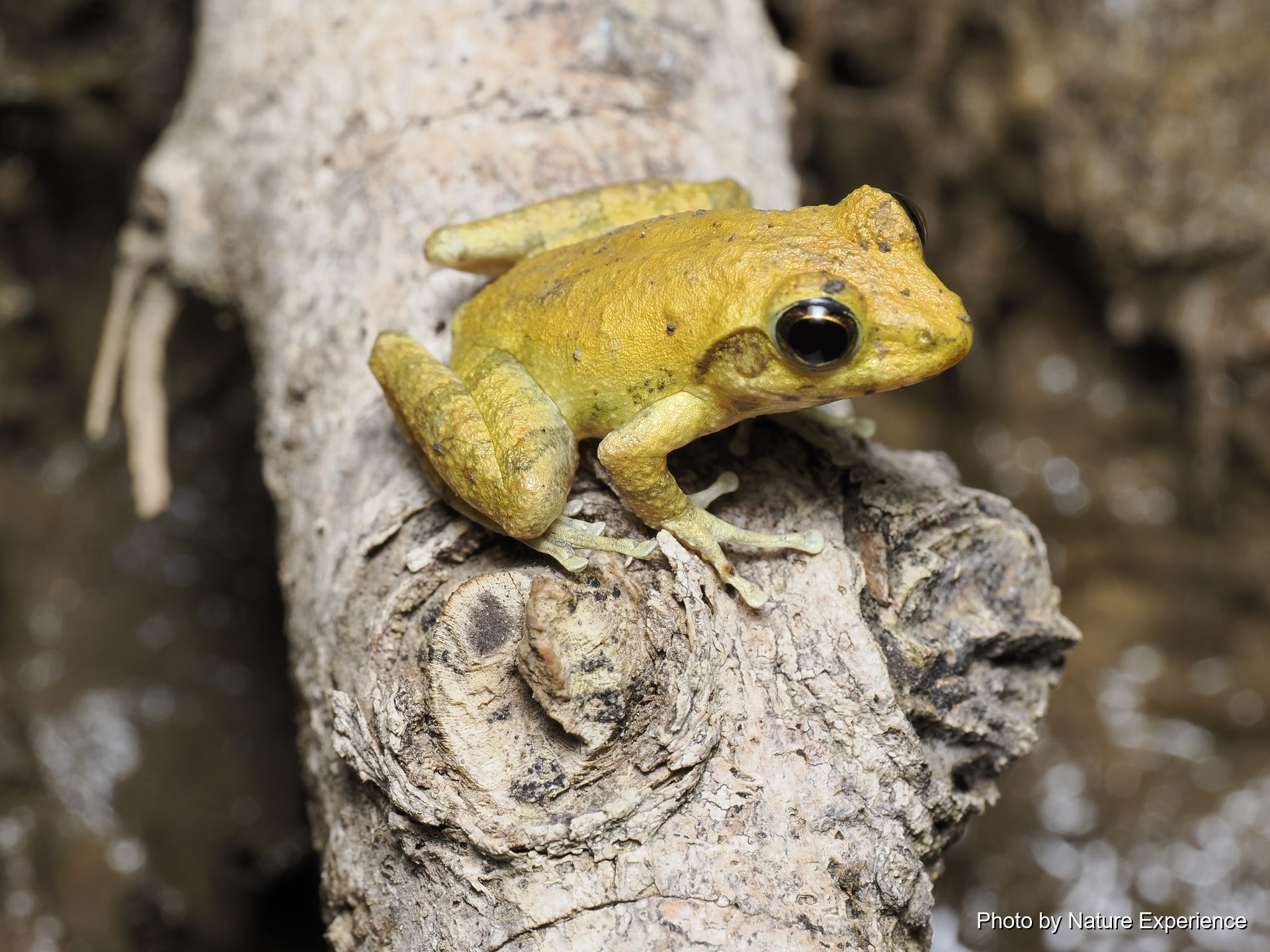 リュウキュウカジカガエル