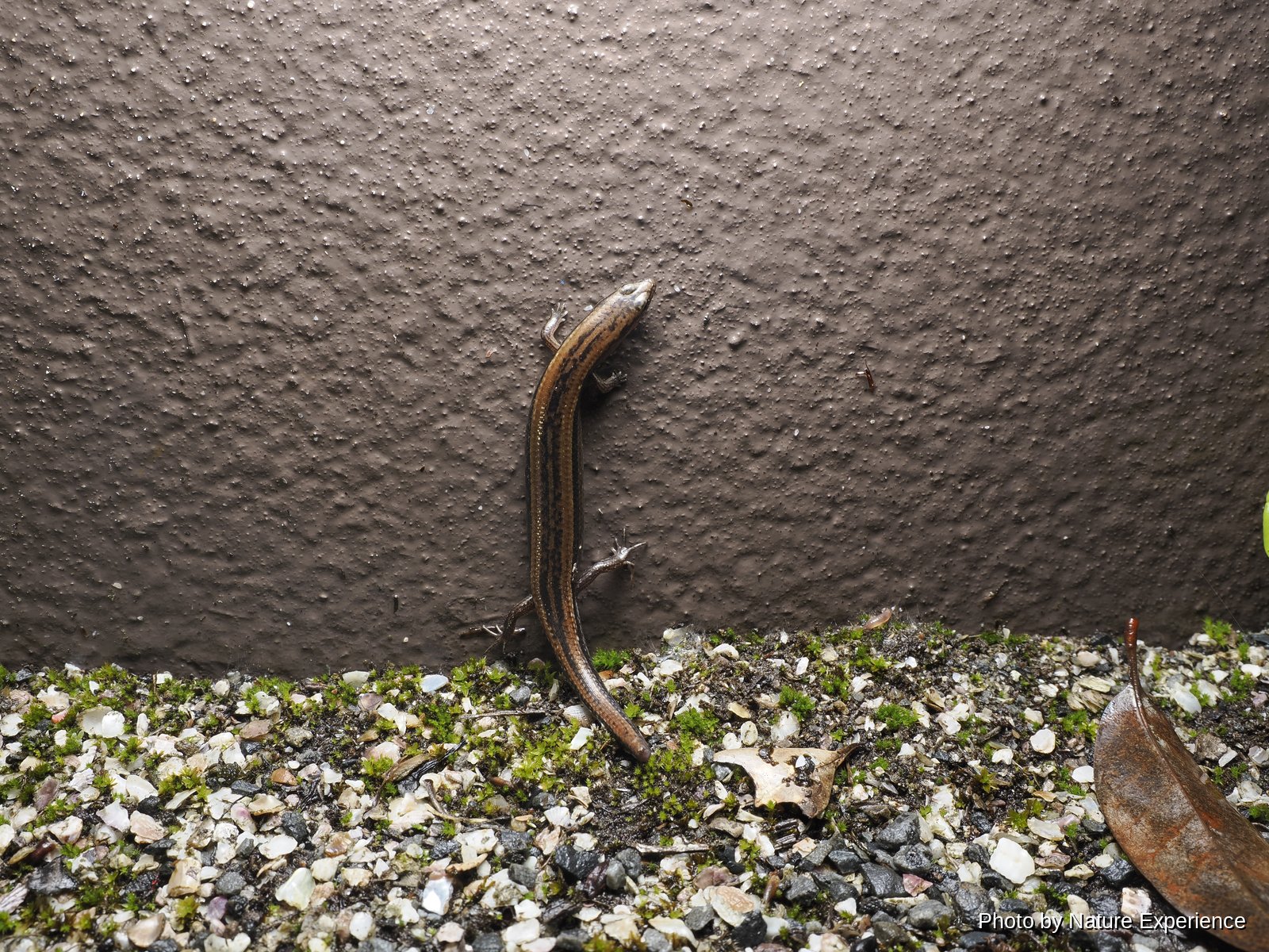Amami Short-legged Skink