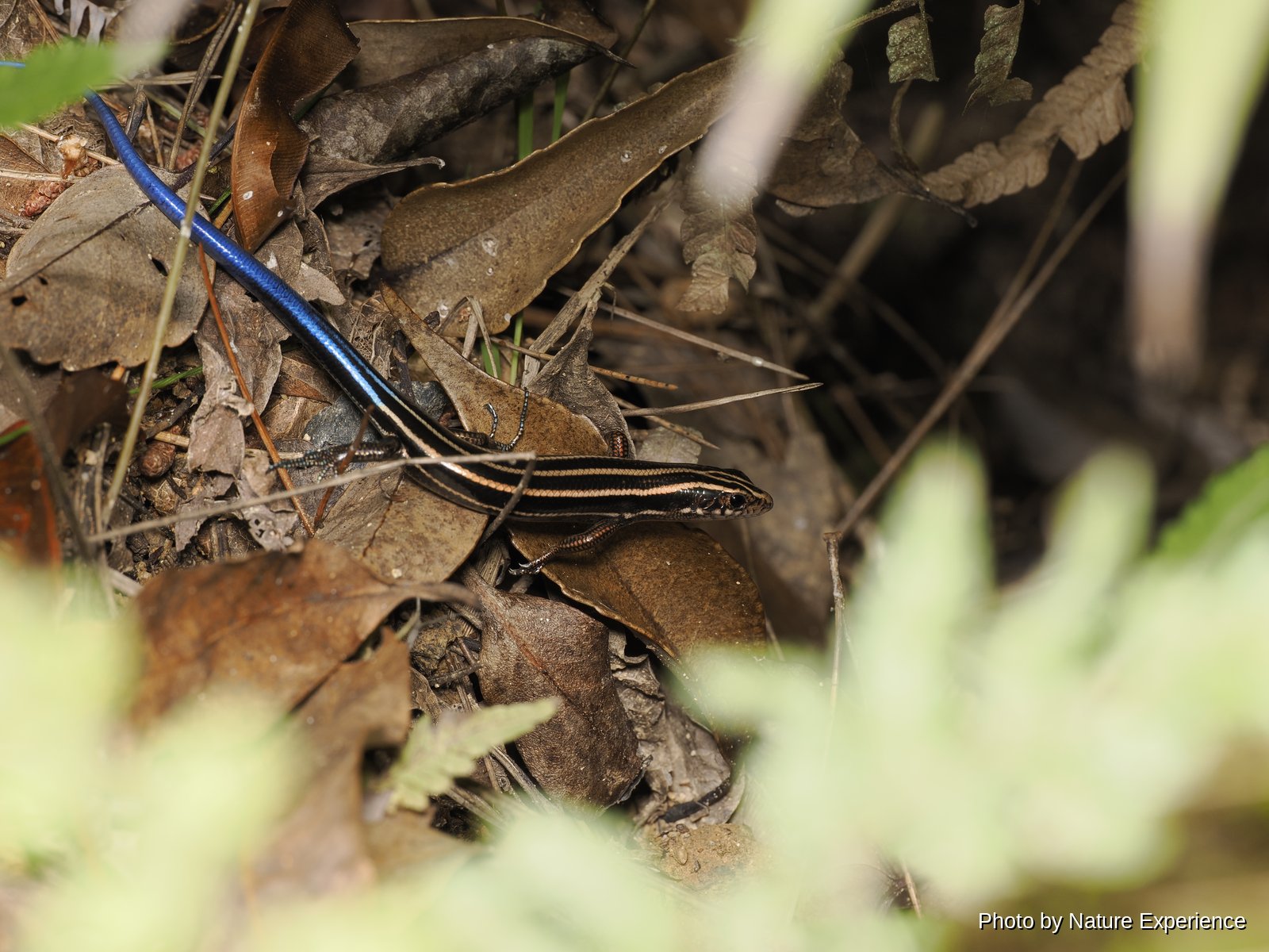 Barbour's Skink