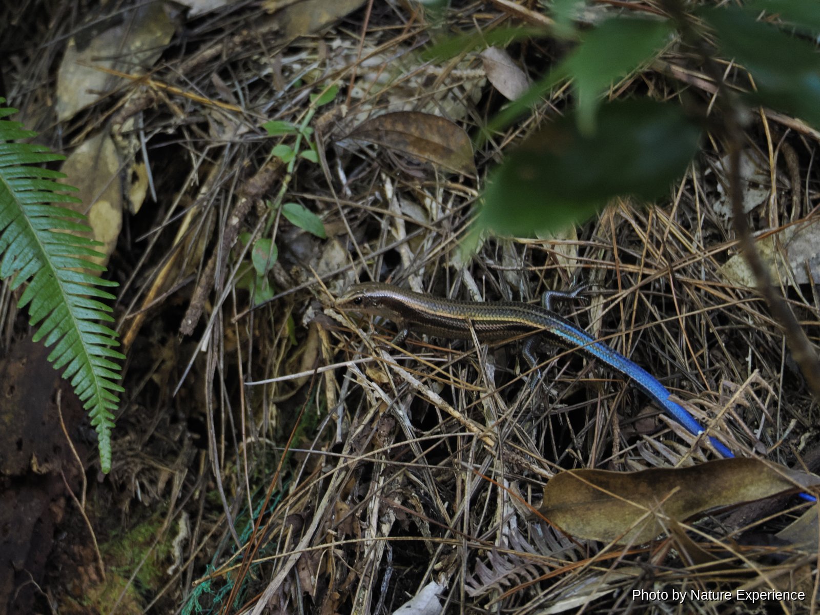 Barbour's Skink