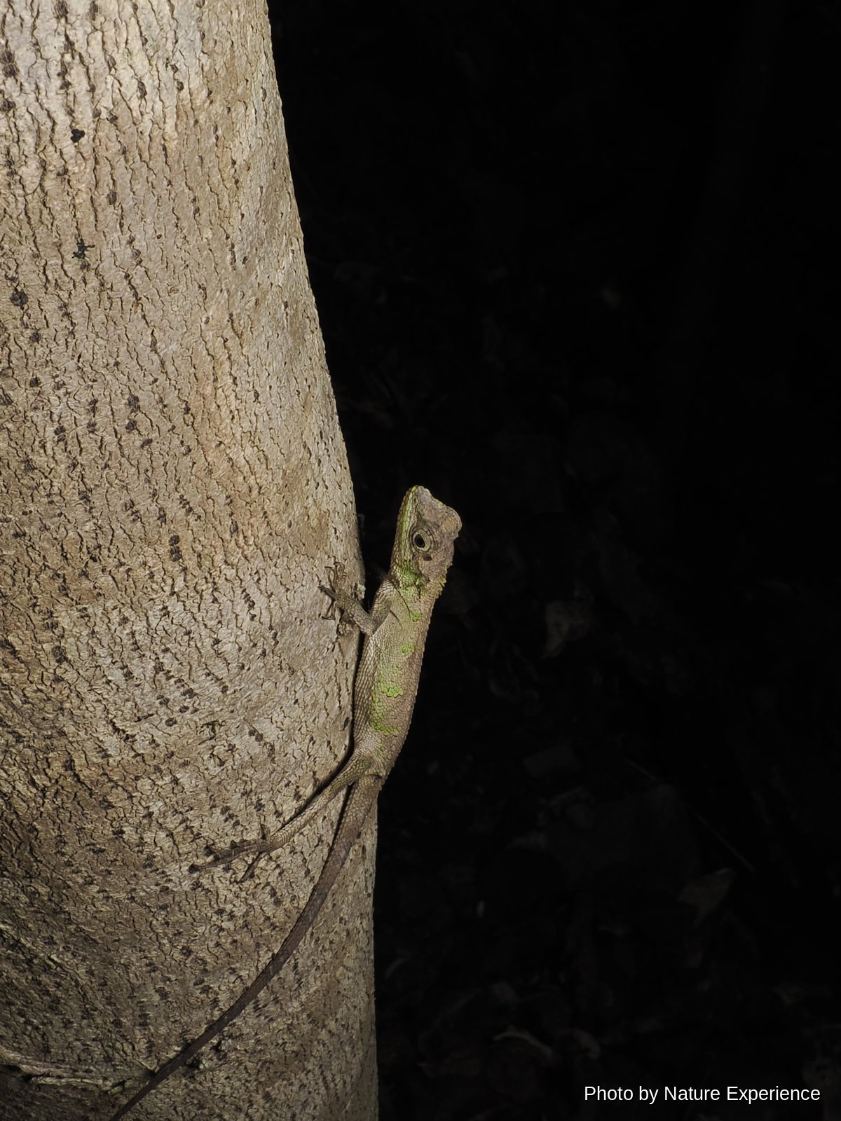 オキナワキノボリトカゲ