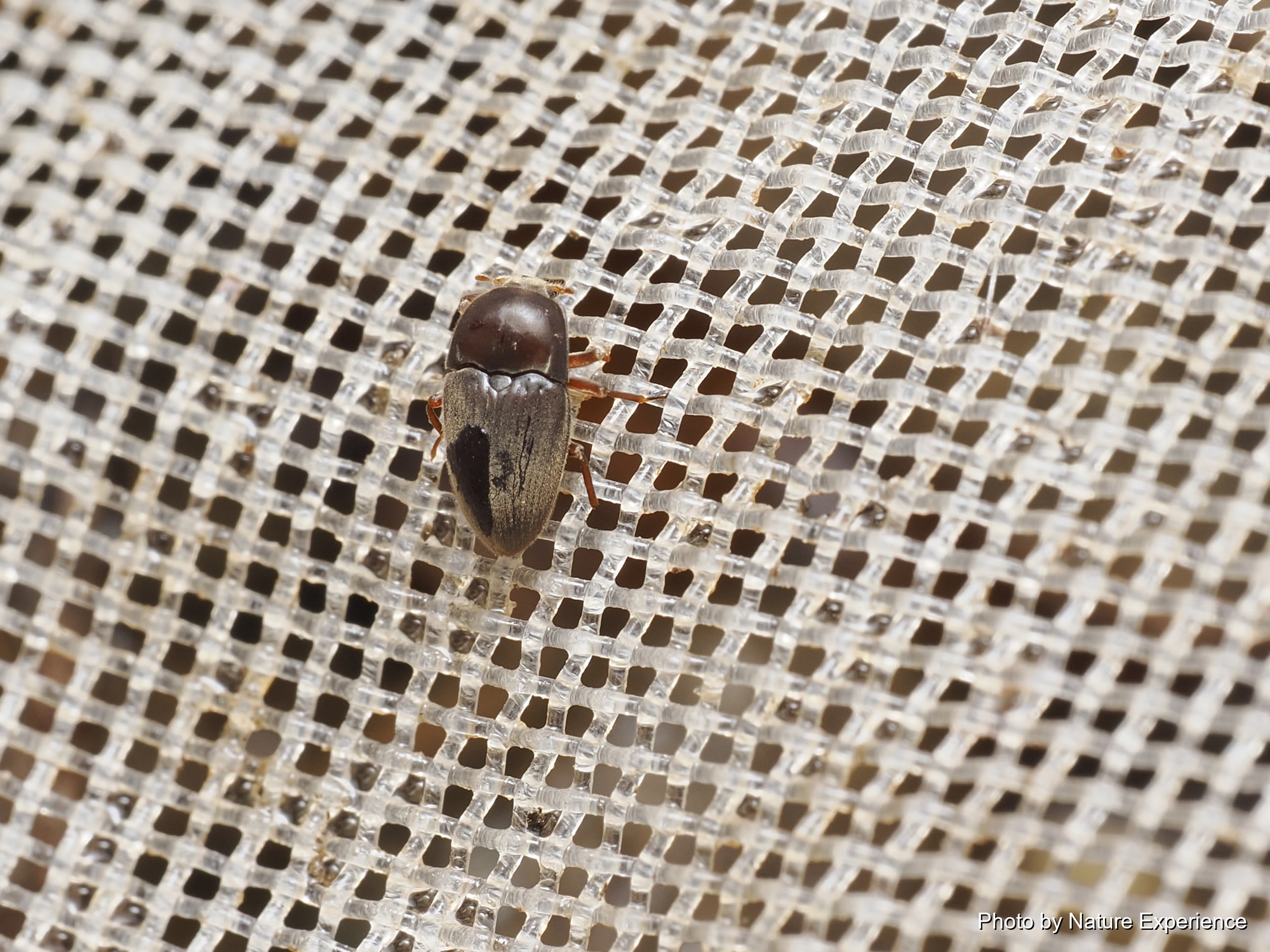 アマミハバビロドロムシ